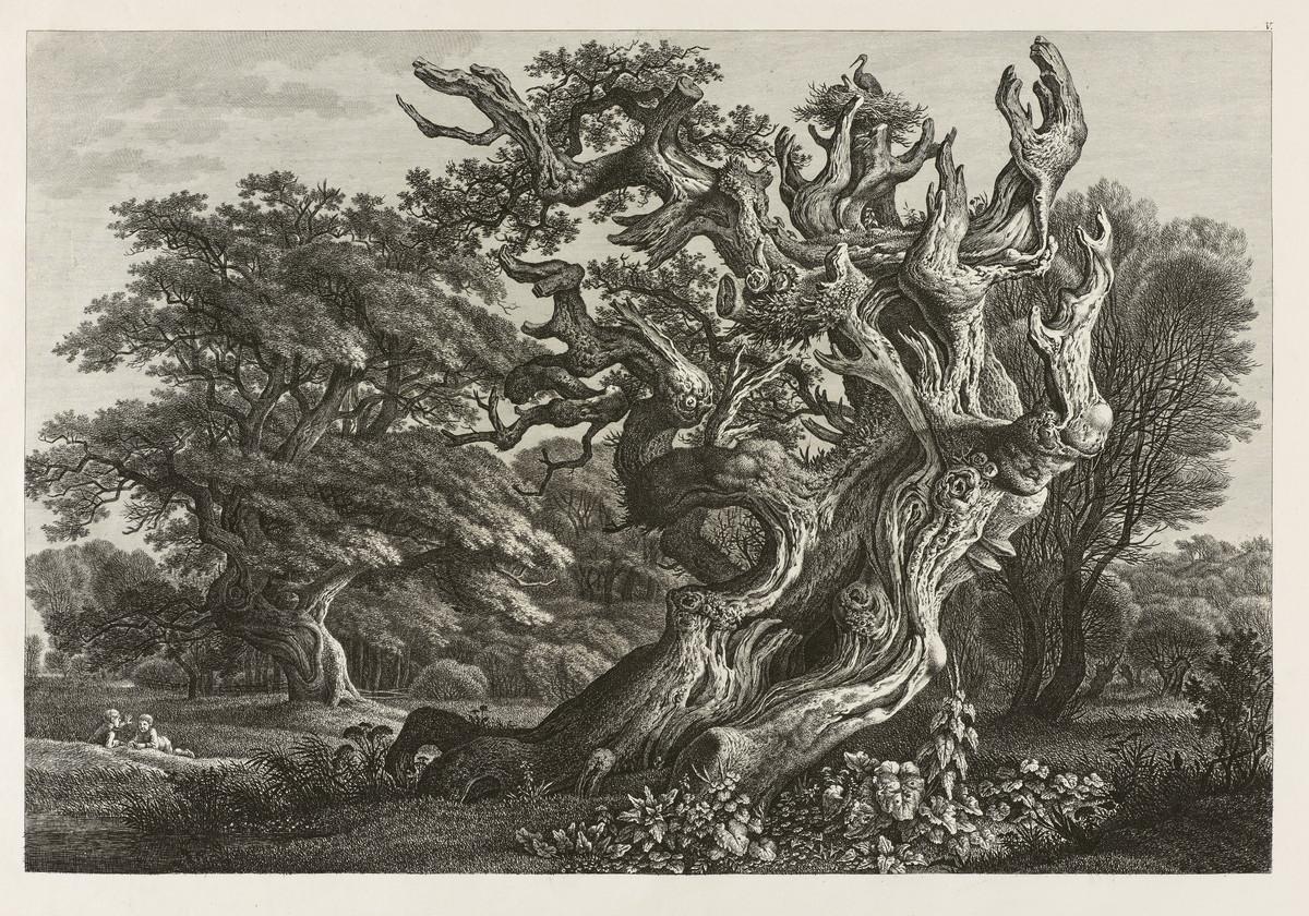 Etching of a gnarled oak tree