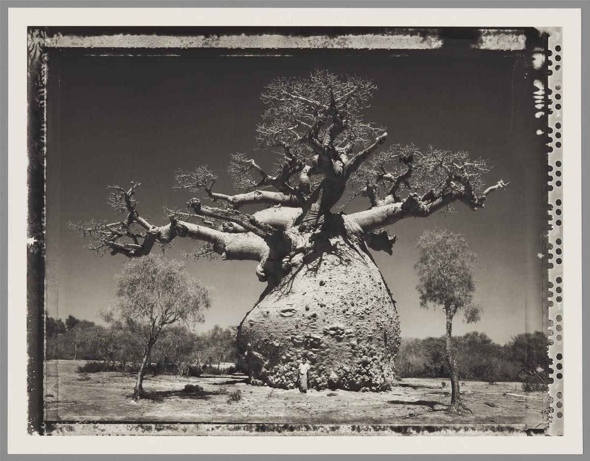 black and white photograph of a giant baobab tree