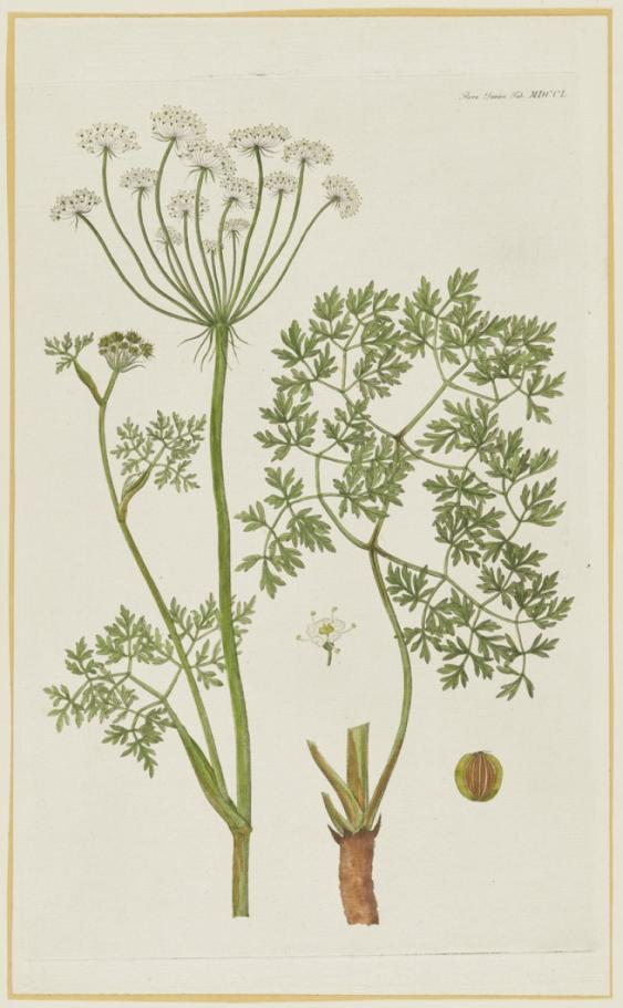 Image of flower plant from publication Flora Danica