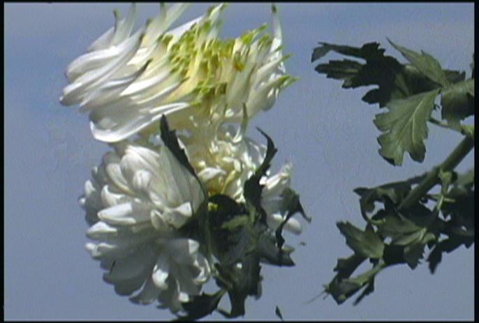 Film still showing white flowers