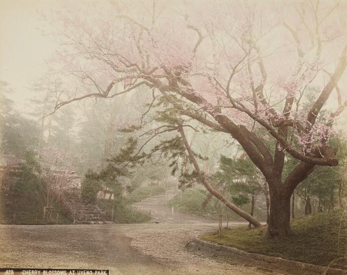 pastel image of a Japanese cherry tree in bloom, circa. 1880