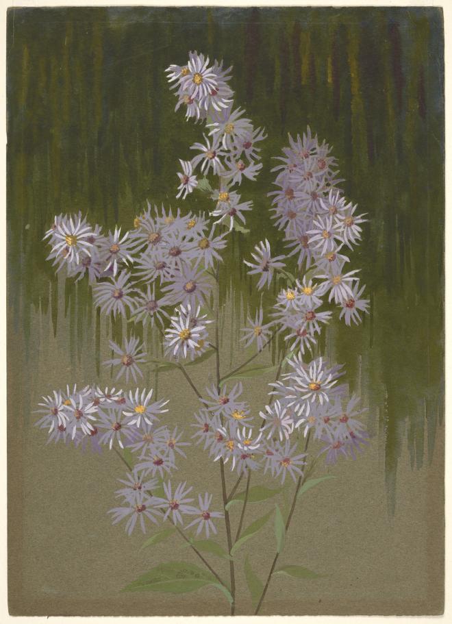 Robert Holmes. Wild Aster wildflowers