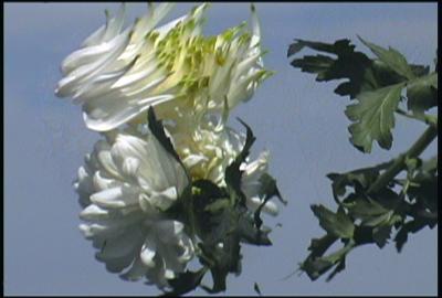 Film still showing white flowers