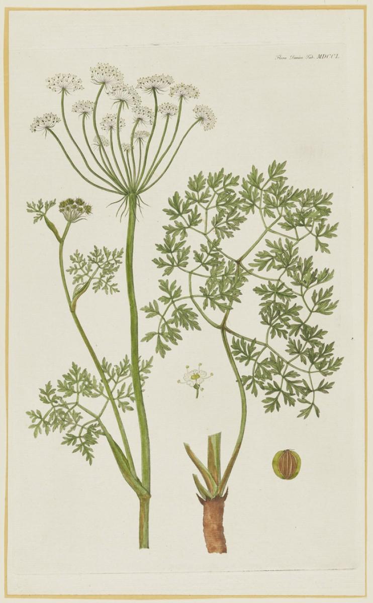 Image of flower plant from publication Flora Danica