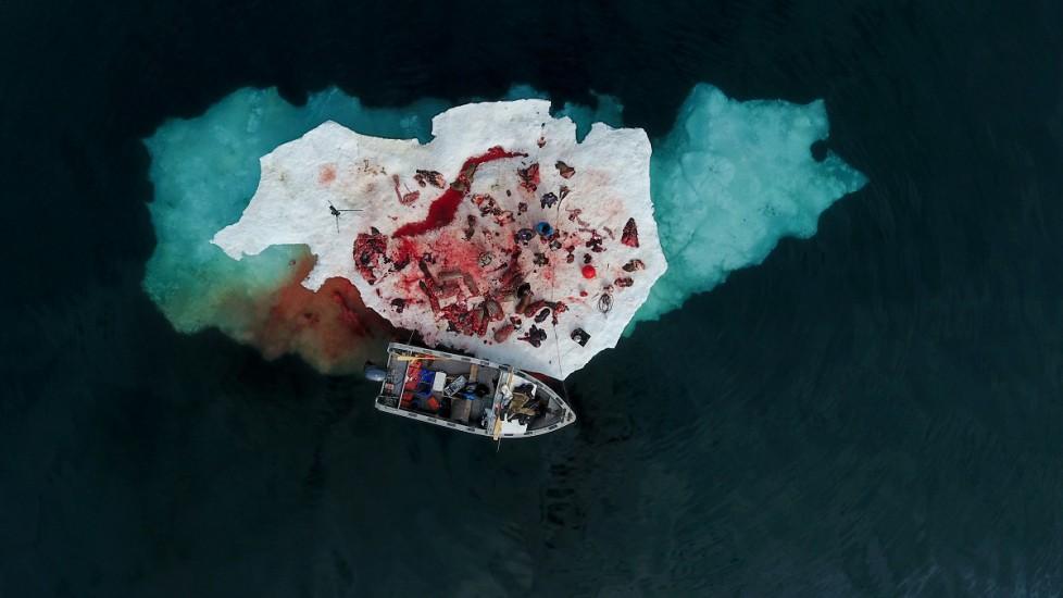 Robert Kautuk, Walrus Hunt, 2016