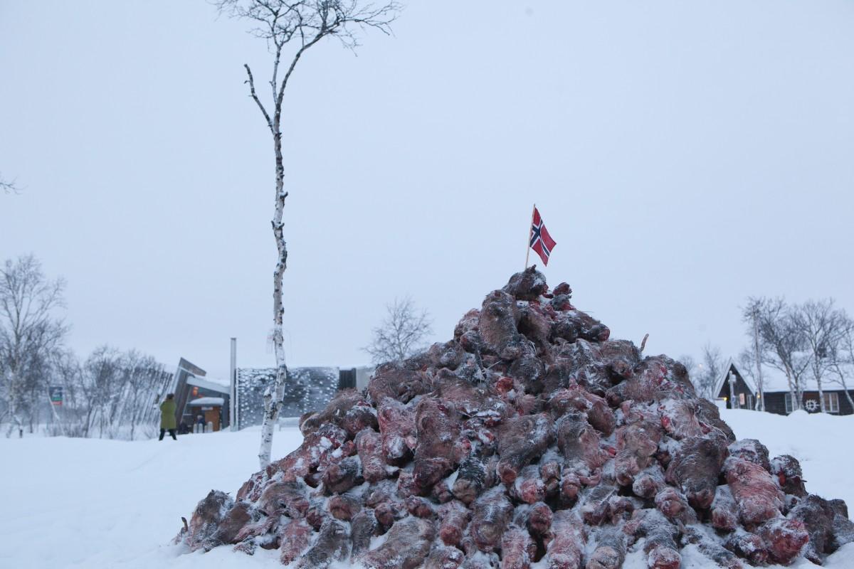 Photo of two hundred raw reindeer heads with one Norwegian flag