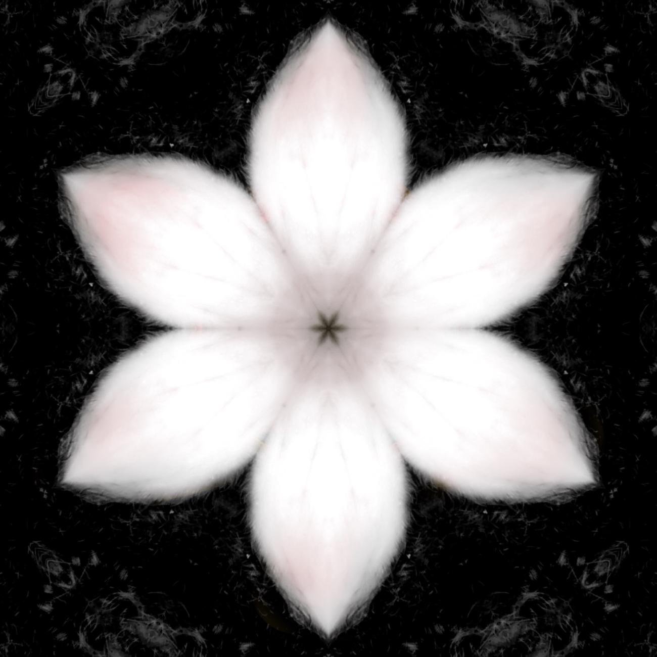 An image of artist Rae RezWell's Embrace the Spark and Bloom which features a pink flower on a dark background, the flower surrounded by a faint grey concentric pattern