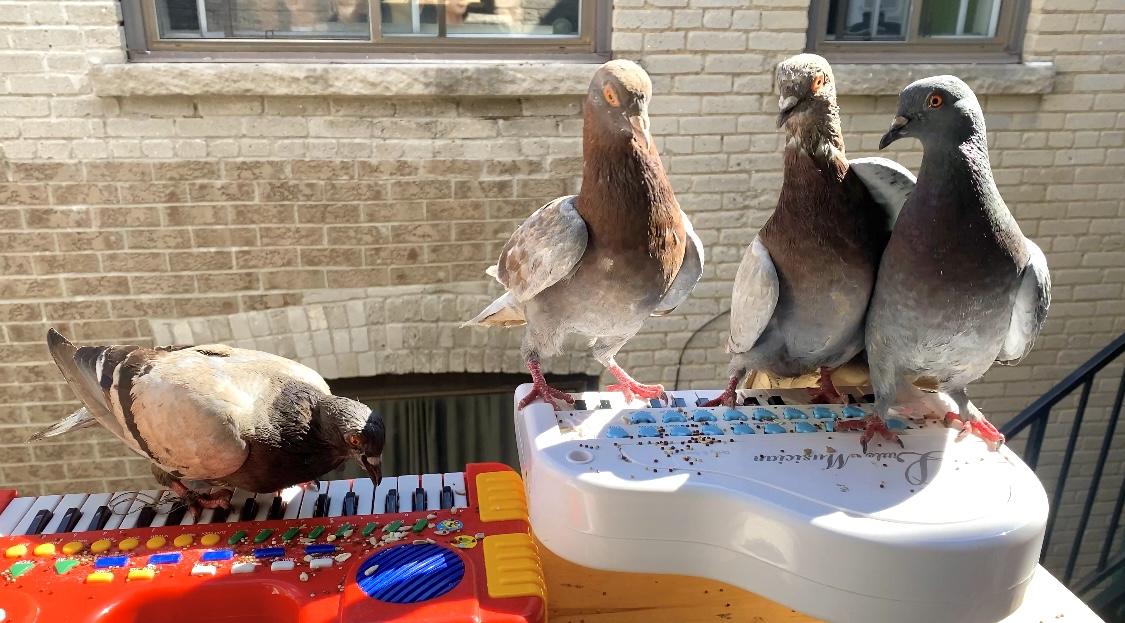 Pigeon band