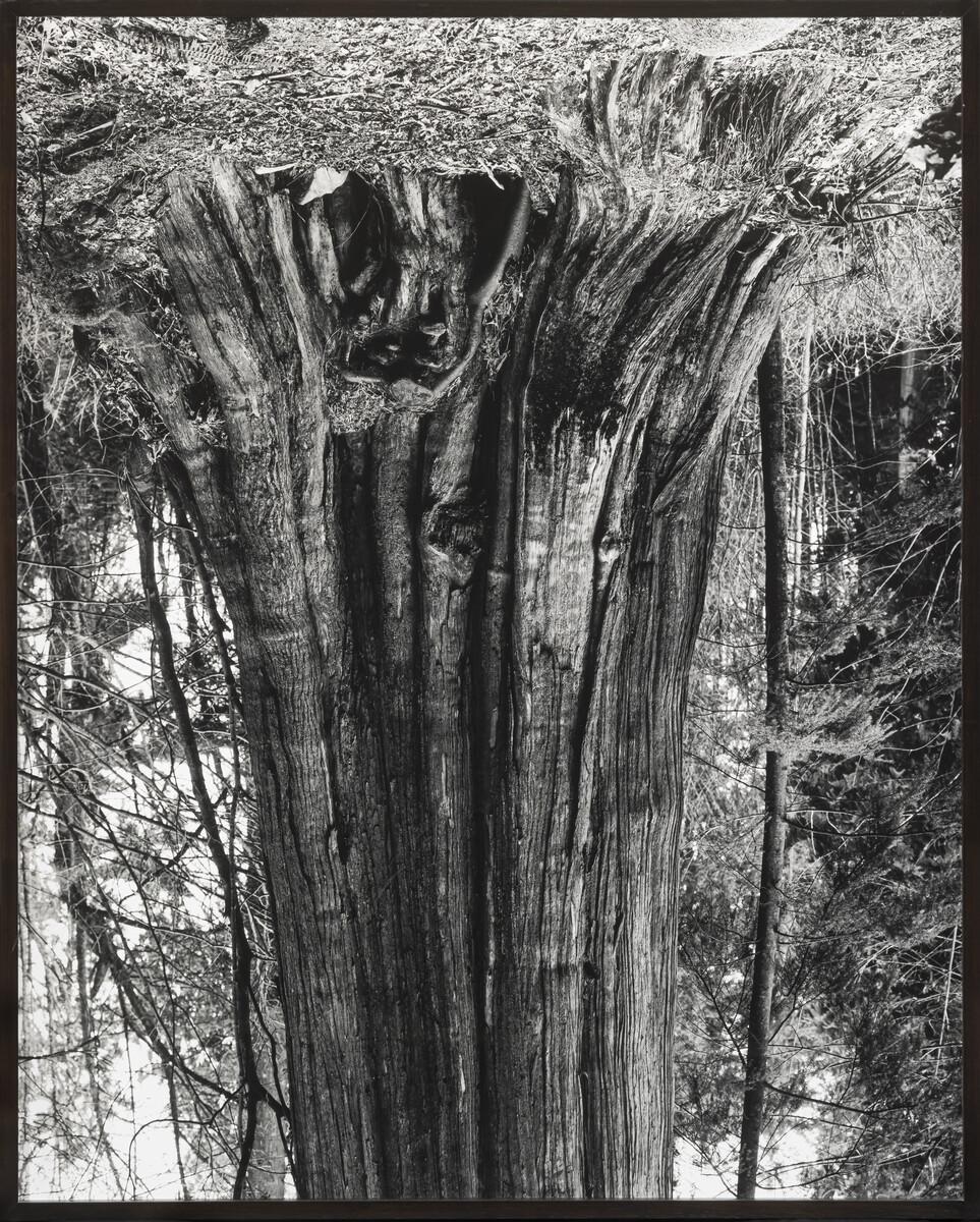 A black and white photograph of a large cedar tree. The tree is upside down in the photo.