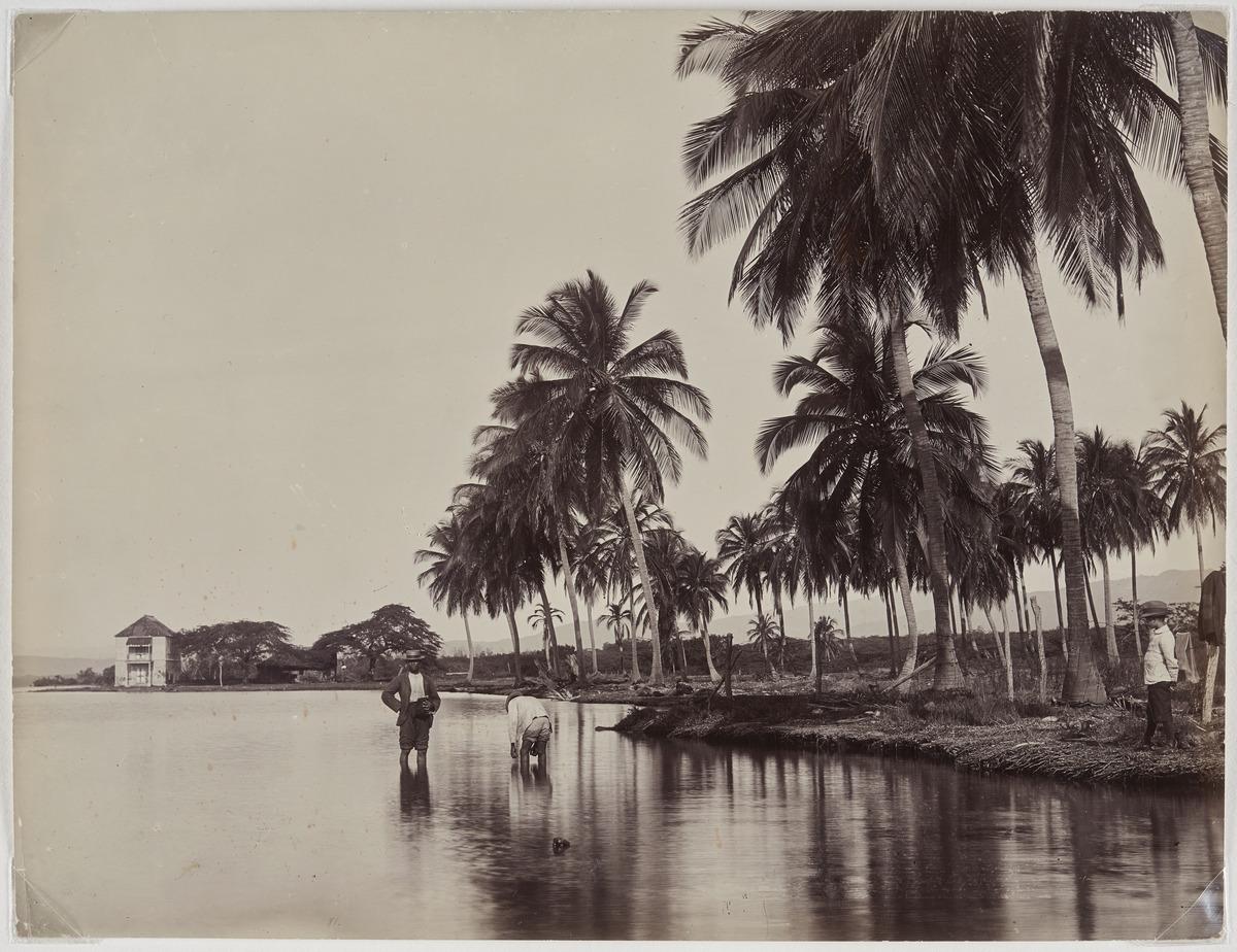 a photograph of Coconut Palms in Kingston Harbour, Jamaica