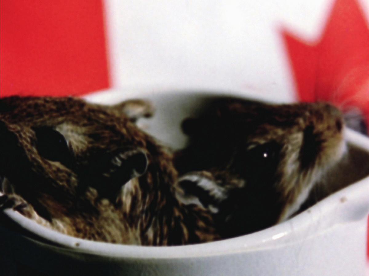 A still from Joyce Wieland's film Rat Life and Diet in North America. It features two rodents in a mug with a Canadian flag in the background