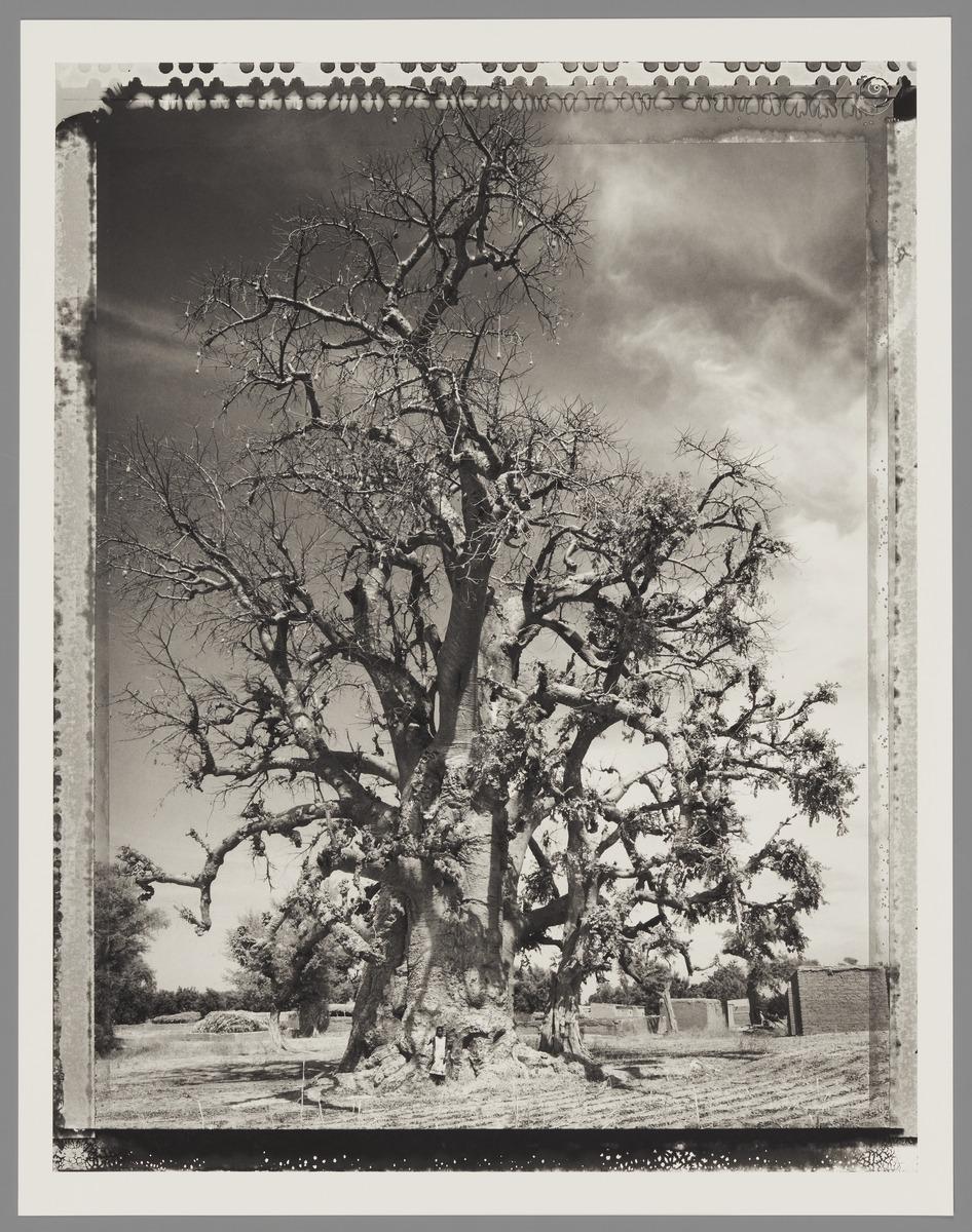 A black and white photograph of a tree in Mali