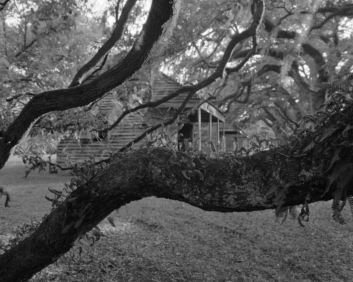 Dawoud Bey, Branches, Leaves, and Cabins