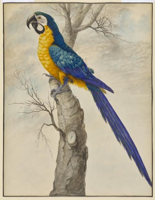 A watercolour painting of a macaw perched on a tree branch